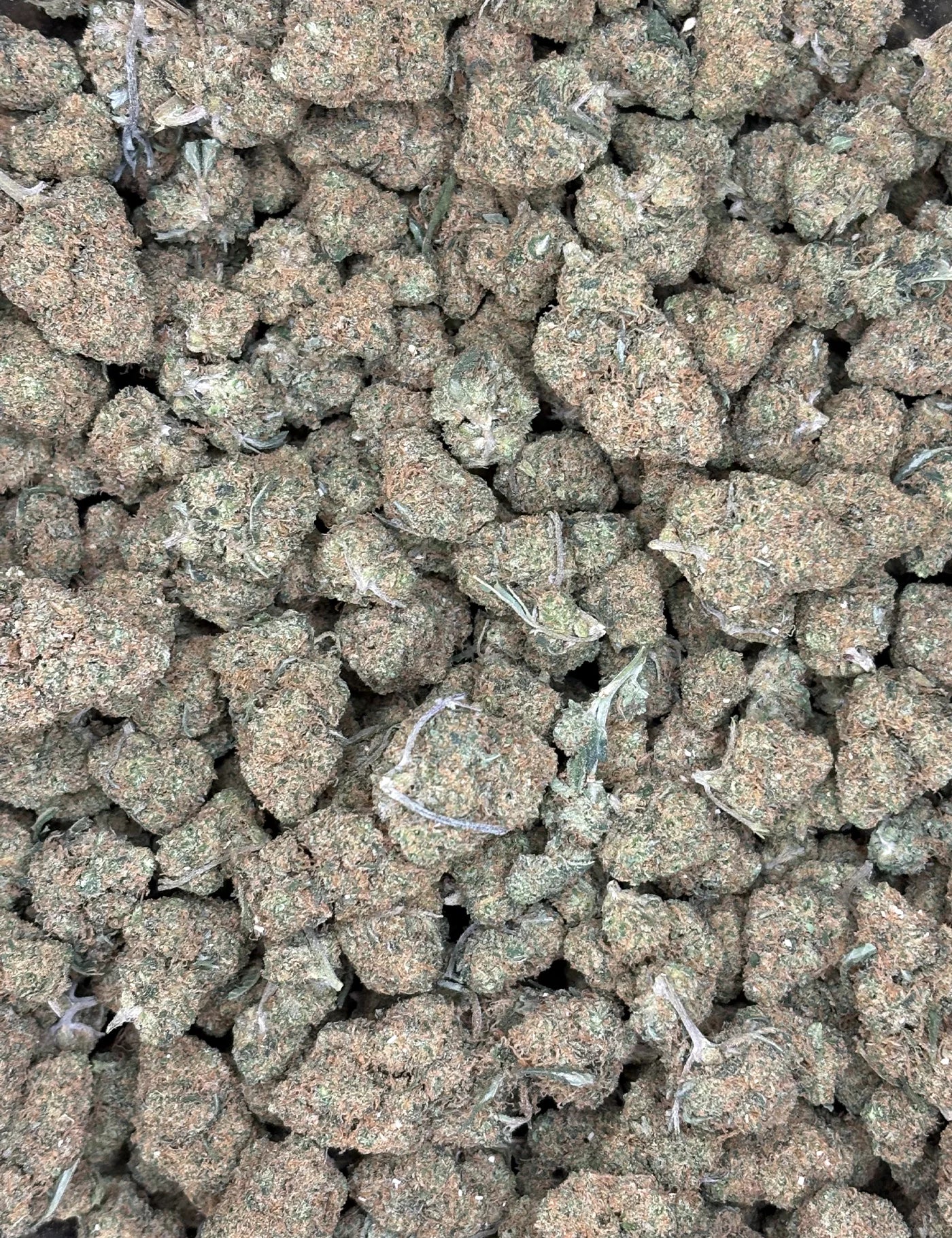Fleur SB CALI - GELATO (B2B)