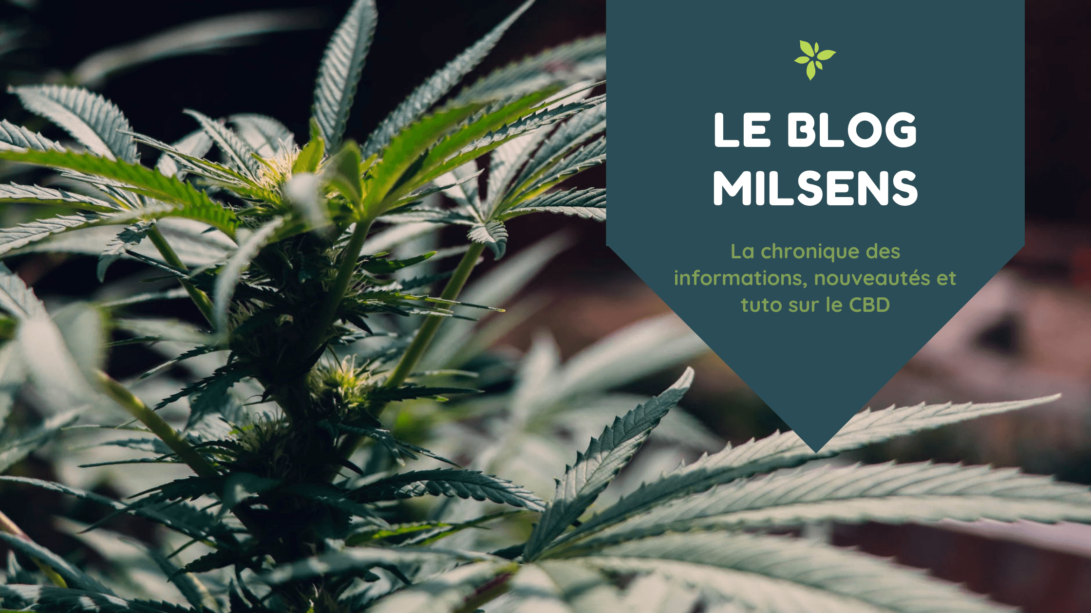 Qu'est-ce que le CBD ? - MILSENS