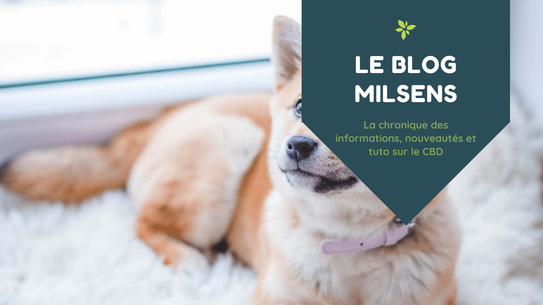 Du CBD pour les animaux ? - MILSENS