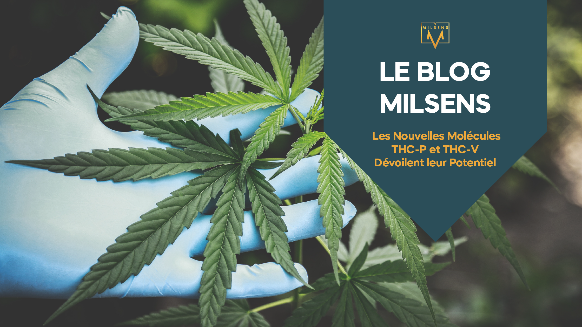 Les Nouvelles Molécules THC-P et THC-V Dévoilent leur Potentiel dans l'Univers du CBD