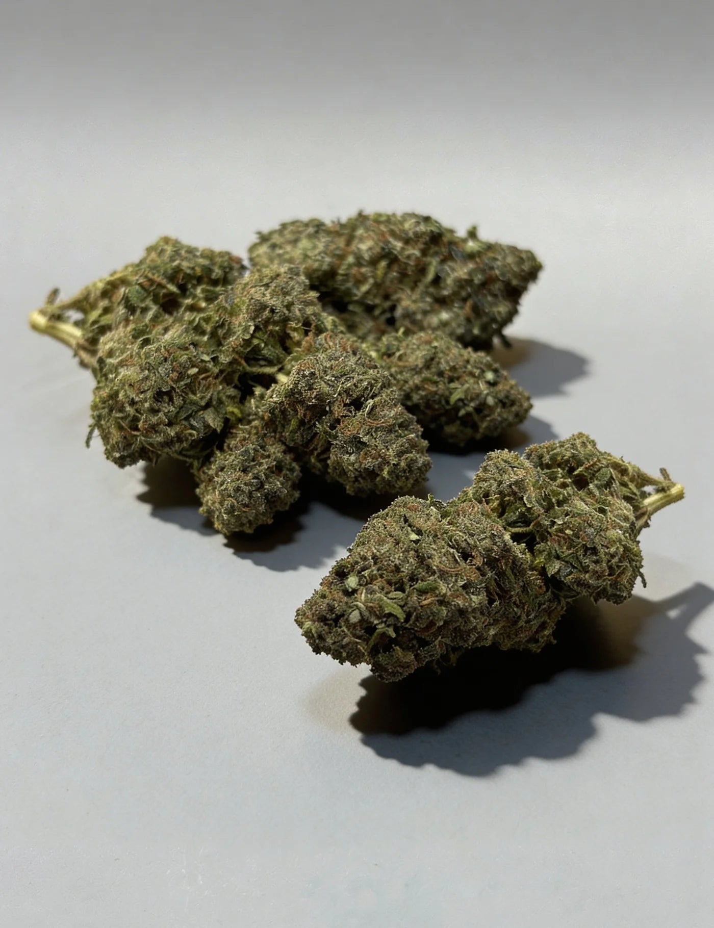 50SC - TROPICAL (B2B)